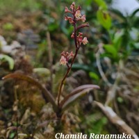 Polystachya concreta (Jacq.) Garay & H.R.Sweet